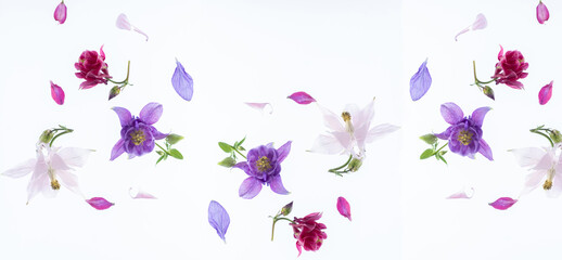 Wind banner. Floating spring flowers aquilegia isolated on a white background. Festive floral...