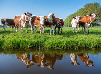 red and white horned cows in green grassy meadow and reflection in water of canal in holland under...