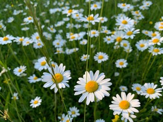 Fototapeta premium field of daisies