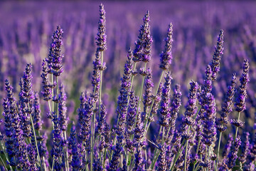 Violet lavender field in Provence in selective focus. Lavender flowers at sunset, panoramic with...