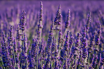 Violet lavender field in Provence in selective focus. Lavender flowers at sunset, panoramic with blooming lavanda.