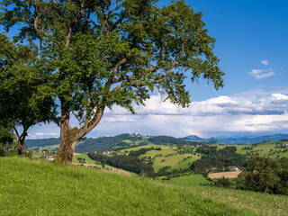 Sommerlandschaft im Mostviertel, Niederösterreich