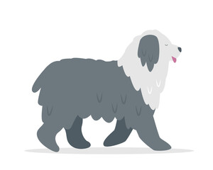 Fluffy big Dog. White and gray cute happy pet. Domestic animal bobtail dog breed. Vector icon illustration isolated on white background.