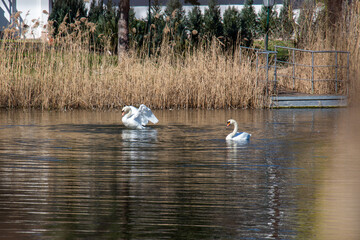 Schwanen Paar