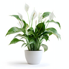 Peace lily plant png mockup in a white pot isolated on white background, space for captions, png
