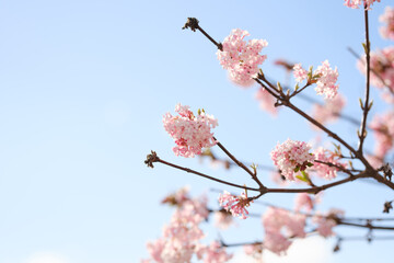 Blüten am Baum im Frühling bei Sonnenaufgang