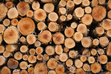 Gestappelte Baumstämme frontal mit sichtbaren Baumringen