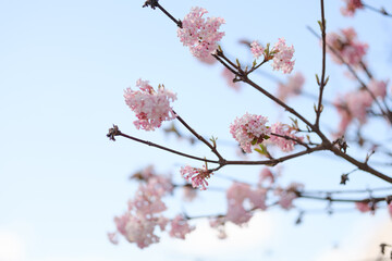 Blüten am Baum im Frühling bei Sonnenaufgang