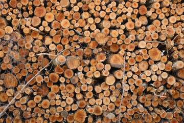 Gestappelte Baumstämme frontal mit sichtbaren Baumringen