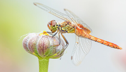 A dragonfly is perched atop a flowering bud, possibly serving as a pollinator for the plant - Powered by Adobe