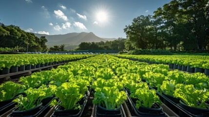 Abundant organic celery wood box and plantation with sunshine and clear sky.