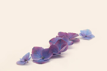 Blue violet lilac hydrangea flower on beige. Minimalist still life.