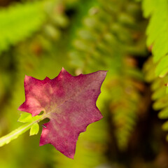 Single Leaf Begins to Turn Red Against The Green Of The North Cascades Ferns