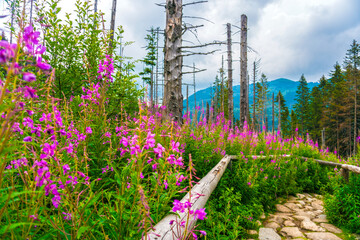Obraz premium Scenic Mountain Trail in Zakopane's High Tatras, Poland with Vibrant Wildflowers