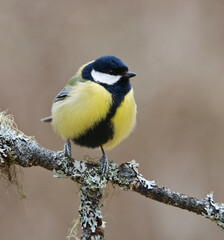 Obraz premium Great tit (Parus major) sitting on a branch in the garden in spring.