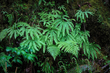 Moist scenery of the Pacific Westcoast with a rich aggregation of various green ferns and mosses in...