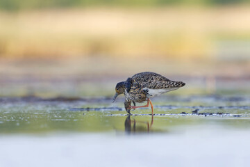 Ruff (Calidris pugnax) male feeding in the wetlands in summer.	
