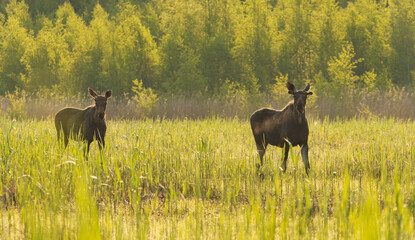 Two Elk or Moose (Alces alces) bulls standing in the reeds at sunrise in summer.	
