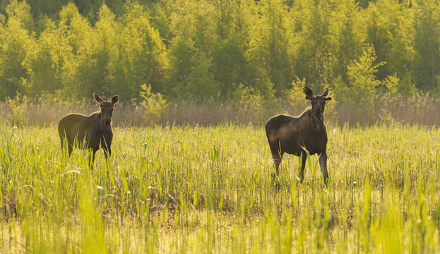 Two Elk or Moose (Alces alces) bulls standing in the reeds at sunrise in summer.	
