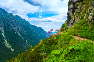 Scenic Mountain Trail in Zakopane's High Tatras, Poland with Vibrant Wildflowers