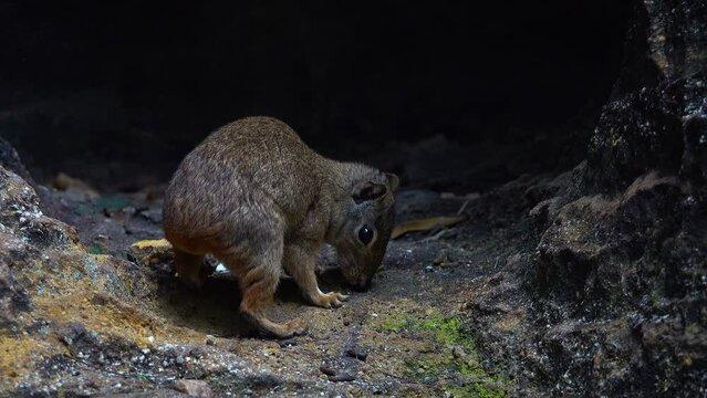 Moco or Rock cavy animal in nature