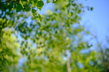 Background copy space birch leaves and forest out of focus foliage. spring