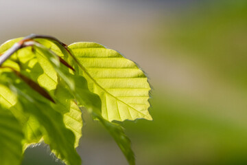 Junges Buchenblatt