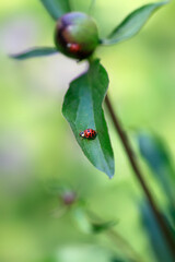 Red ladybug sitting on flower