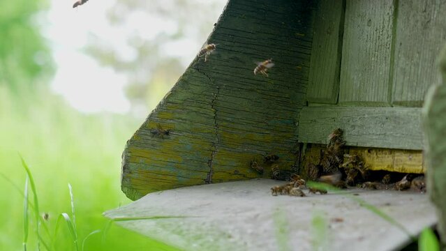 Bees flying around an old green hive