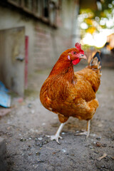 rooster, hen house, bird, countryside, nature
