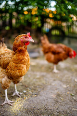 rooster, hen house, bird, countryside, nature