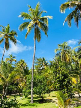 magnifique photo de palmiers avec un ciel bleu azur en arri&egrave;re plan. La photo est en pleine nature au milieu de nulle part, sur un chemin de terre dans la jungle