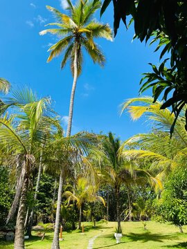 magnifique photo de palmiers avec un ciel bleu azur en arri&egrave;re plan. La photo est en pleine nature au milieu de nulle part, sur un chemin de terre dans la jungle