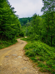 Golderesi waterfall and forestroad are so beautifull in spring.