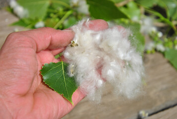 White poplar fluff lies in the hand. poplar allergy concept