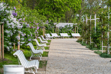 A park with rose flowers and white benches on Petrin Hill above the city.