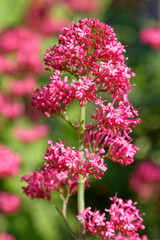 saint valery sur somme