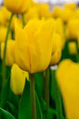 Background from many yellow tulips. Floral background from a carpet of yellow tulips.