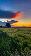 Fototapeta premium sunset over the field