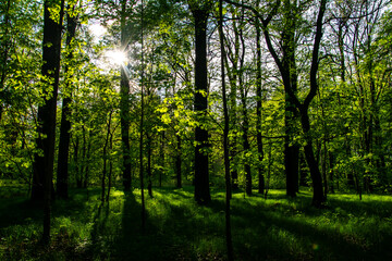 interior of a deciduous forest in spring