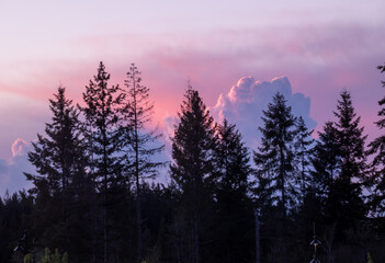 sunset in the forest