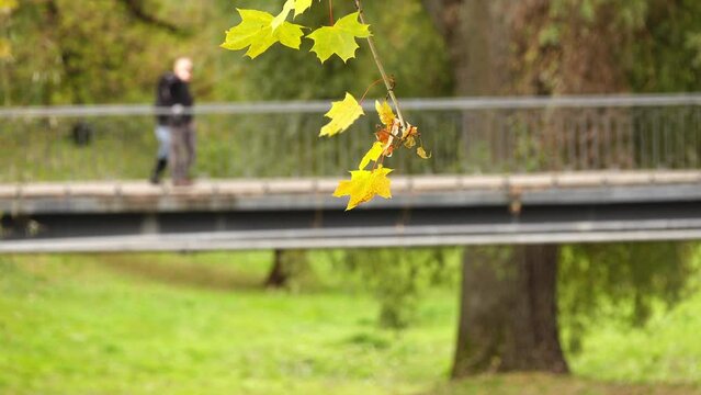Yellow autumn maple leaves in wind. People walk in background on bridge in beautiful park.