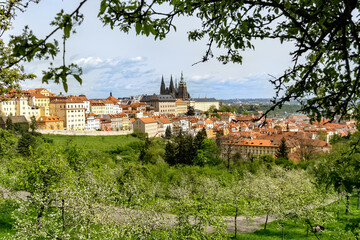 Prague Castle, seat of the Czech President. View from the park with spring flowering trees.