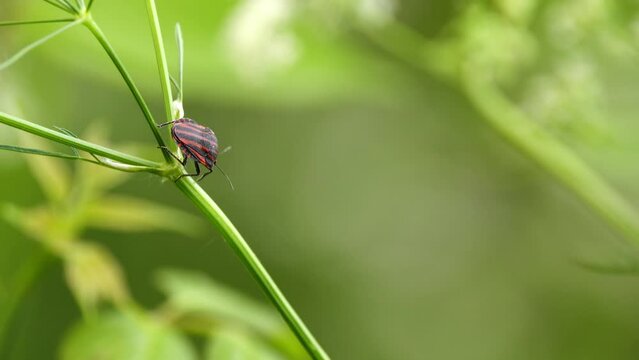 Graphosoma lineatum is shield bug in family Pentatomidae. Body is almost round, with large shield. Basic color of upperside of body is red or orange yellow, with wide black longitudinal stripes.