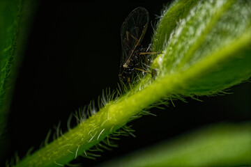 Aphid, a minute bug that feeds by sucking sap from plants