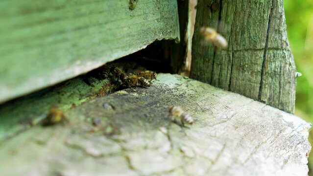 Bees fly into an old hive