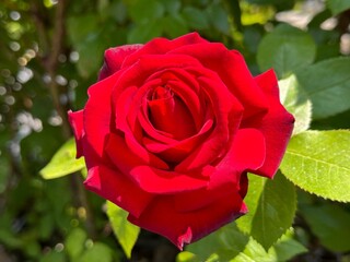 Red rose flower bright silky petals.