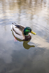 A mallard duck swims in a lake 