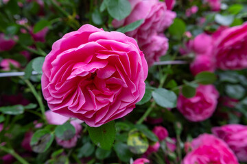 Closeup of a vibrant pink rose in full bloom surrounded by lush green leaves and other blooming roses in the background.