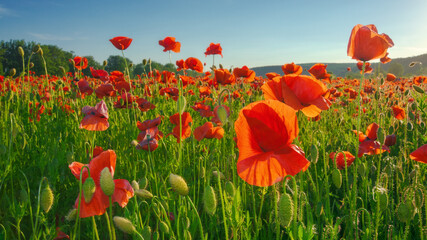 green field of blooming poppy in evening light. wonderful spring scenery in carpathian mountains of ukraine. beautiful nature background with red flowers - Powered by Adobe